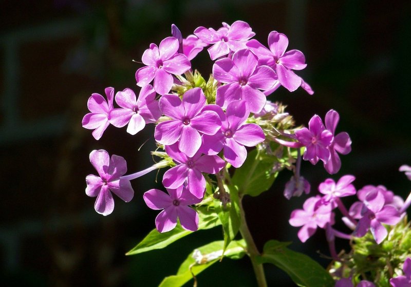Вечерница ночная фиалка (Hesperis matronalis)