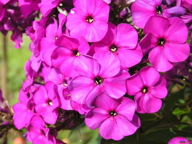 Флокс метельчатый Хесперис