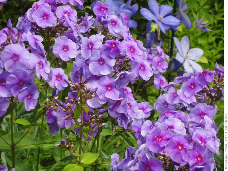 Hesperis matronalis