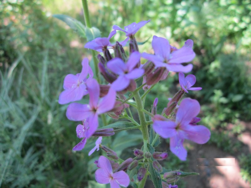 Hesperis matronalis, White