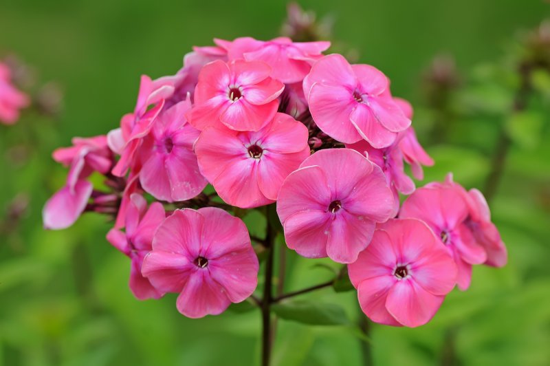 Вечерница Матроны ночная фиалка гесперис Hesperis matronalis
