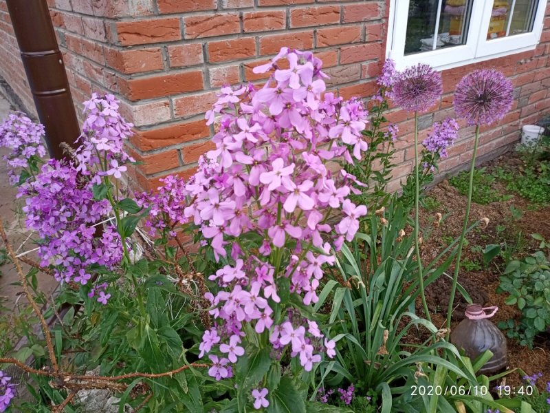 Флокс ночь нежна