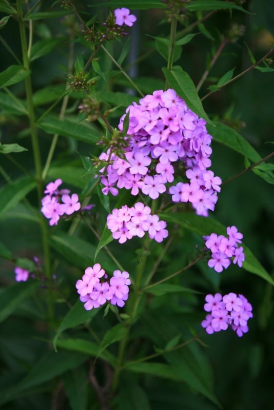 Hesperis sibirica