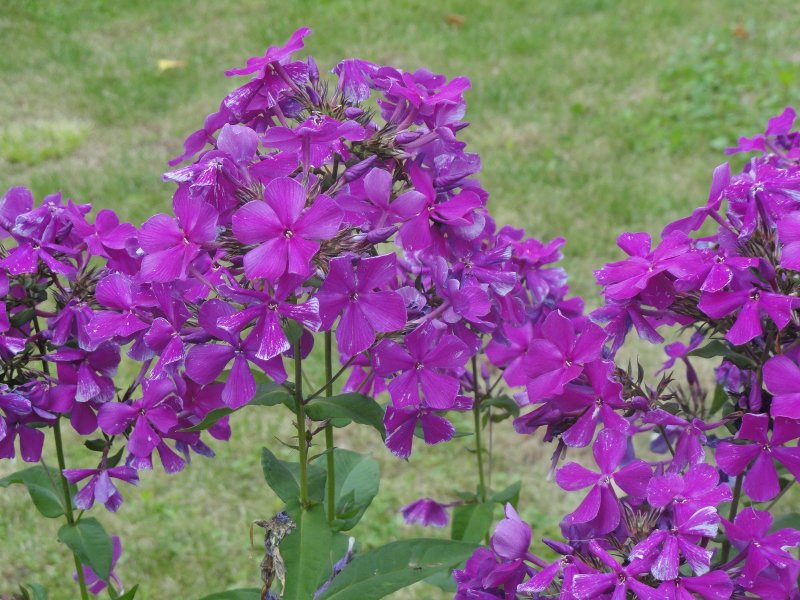 Флокс вечерница