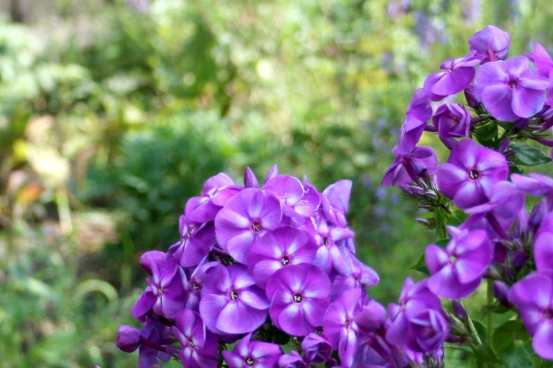 Флокс пламя