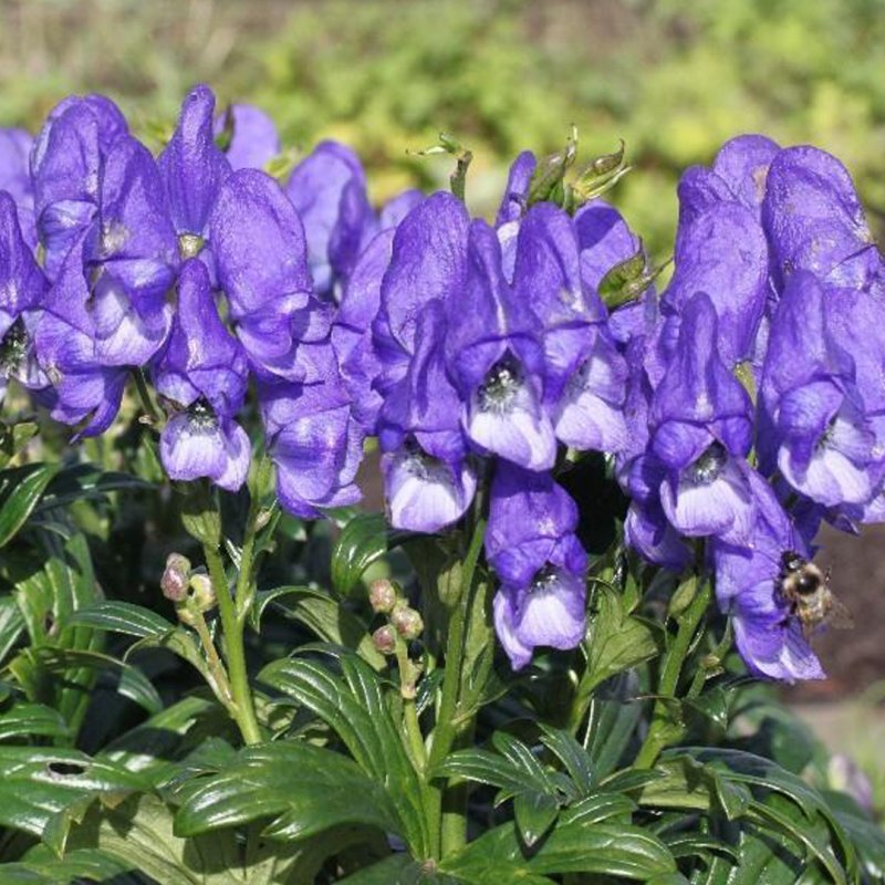 Аконит (Aconitum fischeri)