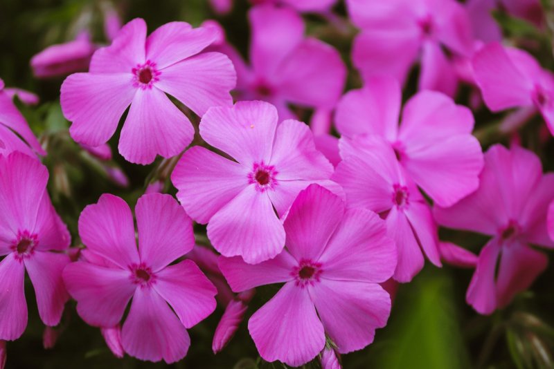 Phlox drummondii Dolly