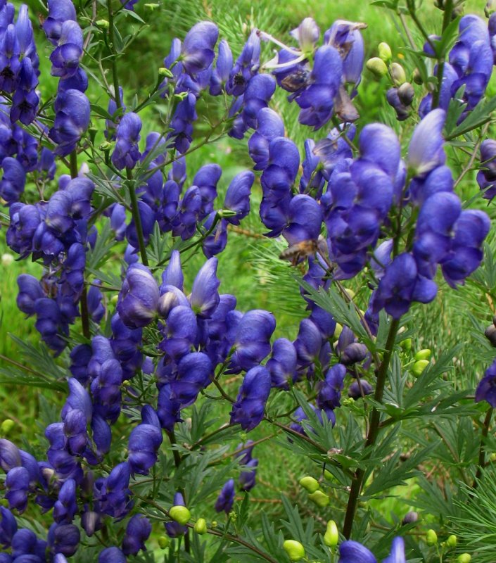 Аконит клобучковый Aconitum napellus