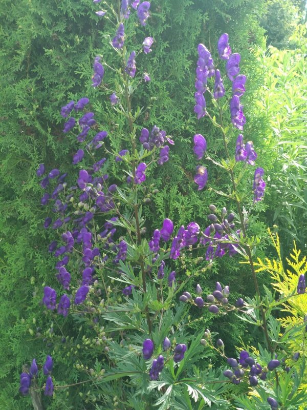Аконит Кузнецова