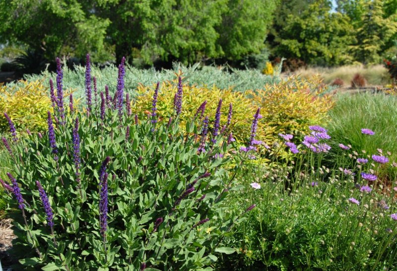 Перовския atriplicifolia