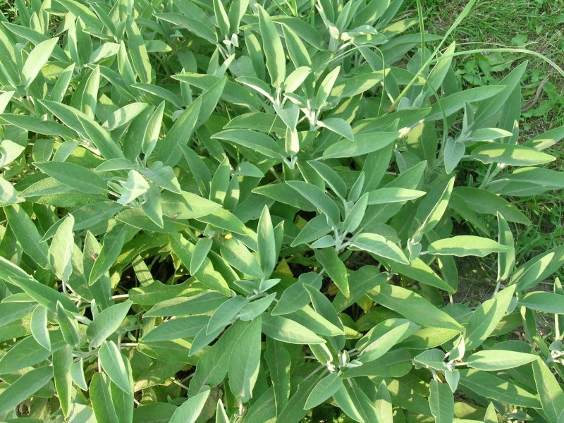 Sage Salvia officinalis
