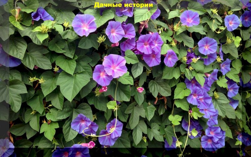 Ипомея Ipomoea Yellow Round leave