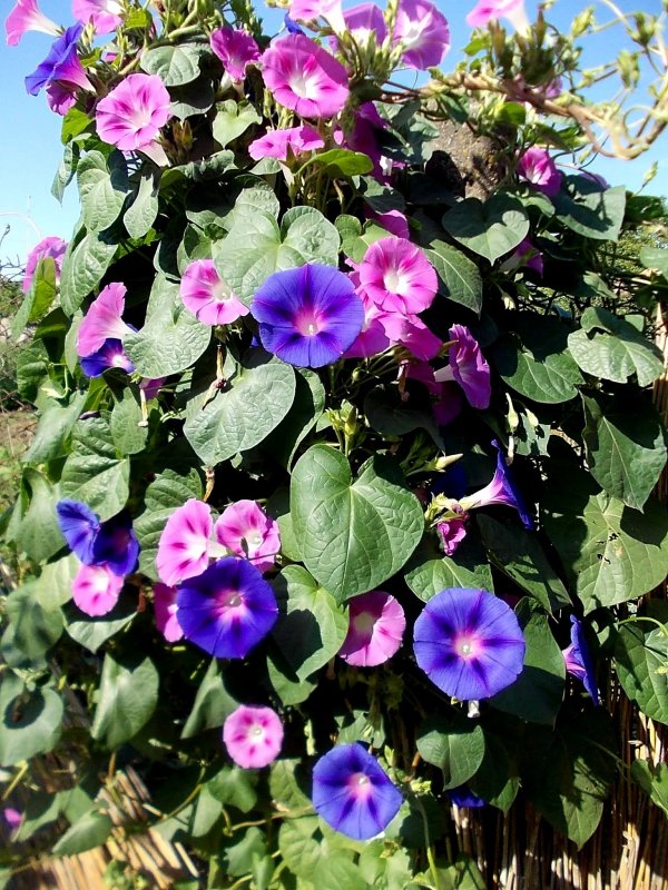 Ipomoea violacea растение применение