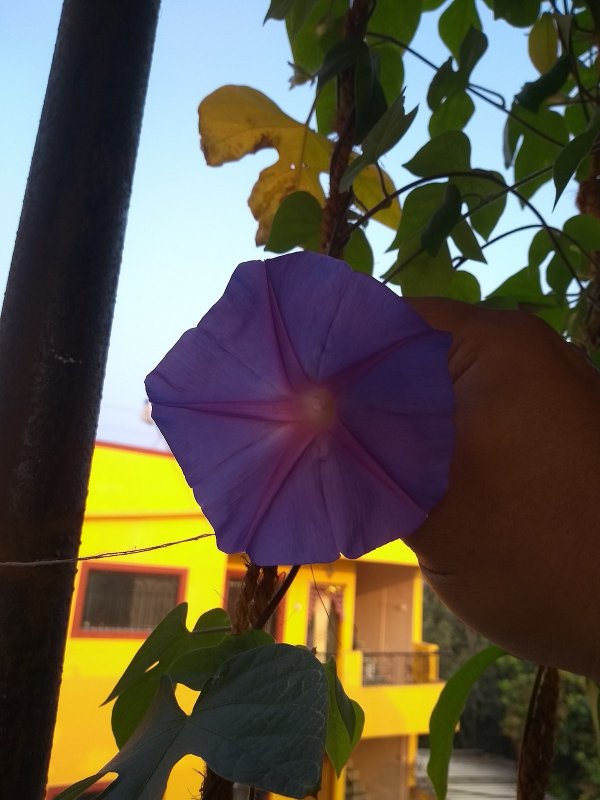 Convolvulaceae Ipomoea