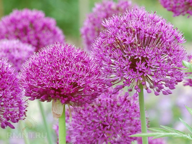 Лук афлатунский, Allium aflatunense
