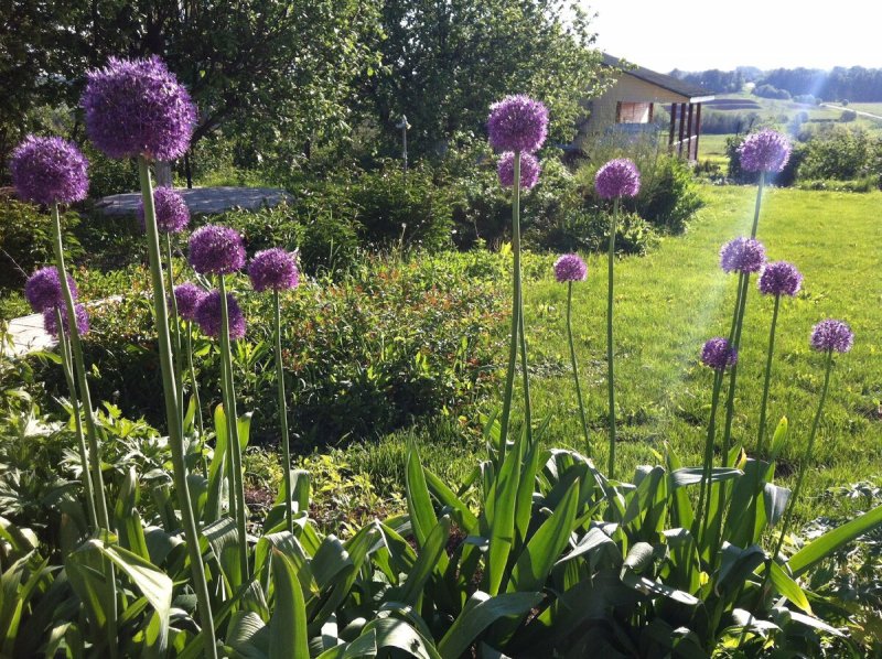 Лук афлатунский, Allium aflatunense