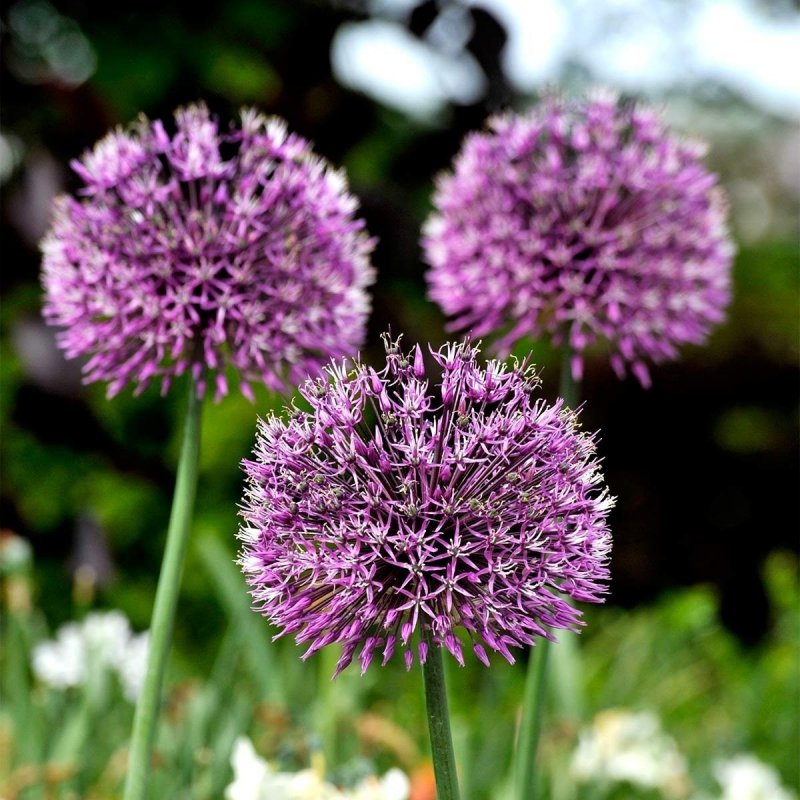 Аллиум Purple Sensation