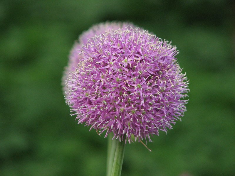 Лук афлатунский, Allium aflatunense