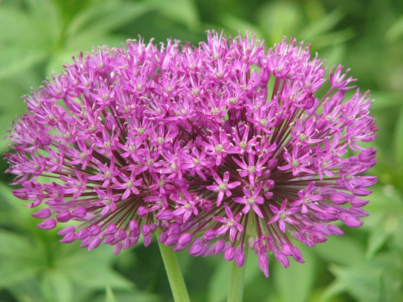 Лук афлатунский Purple Sensation