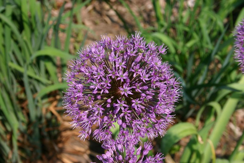 Лук афлатунский, Allium aflatunense