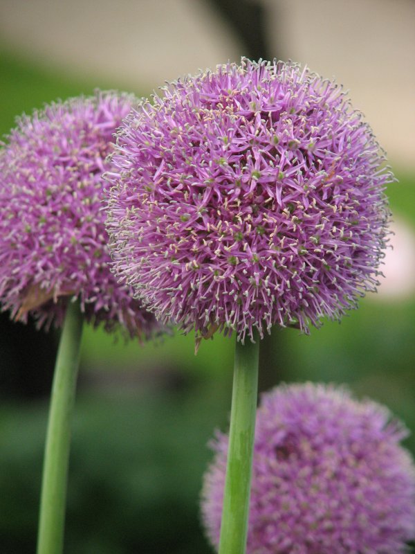 Аллиум афлатунский (Purple Sensation)