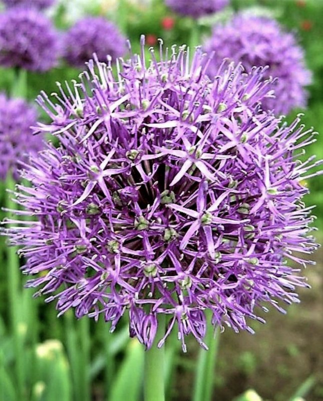 Аллиум Purple Sensation