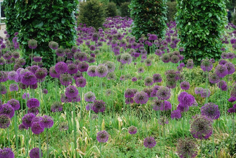 Лук афлатунский, Allium aflatunense