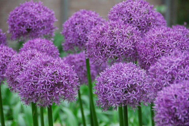 Лук афлатунский Purple Sensation