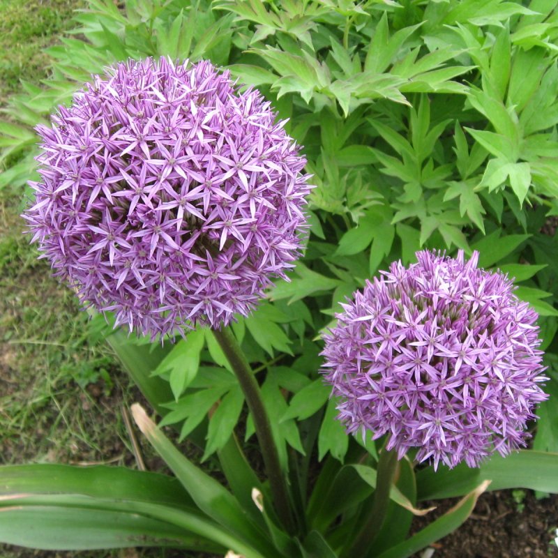 Allium aflatunense