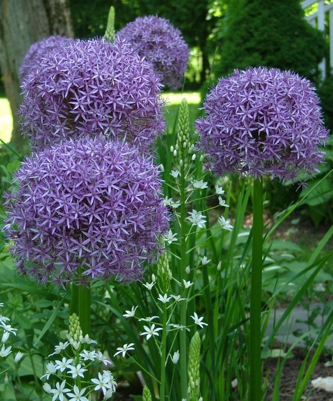30. Allium aflatunense
