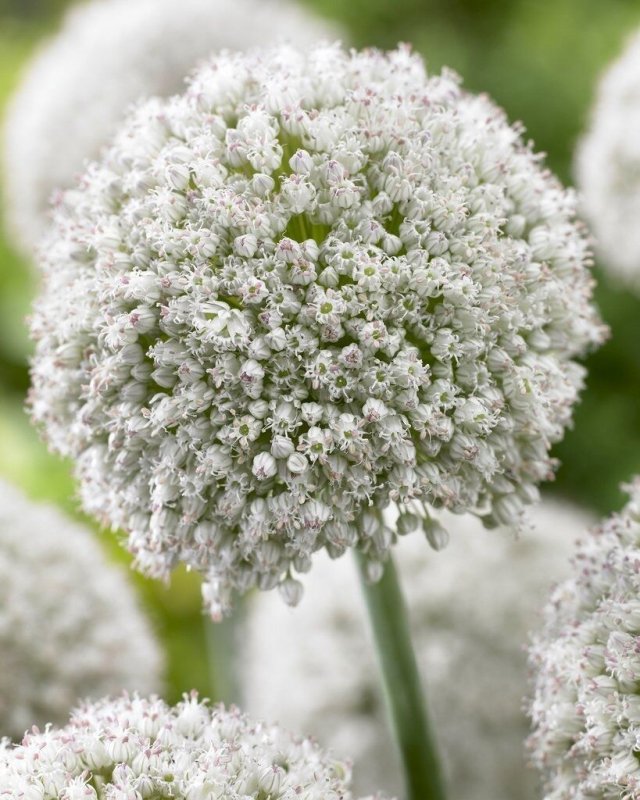 Allium (аллиум) Уайт Клауд