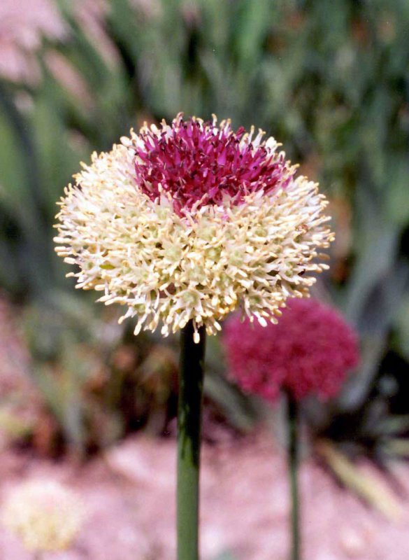 Allium cyrillii