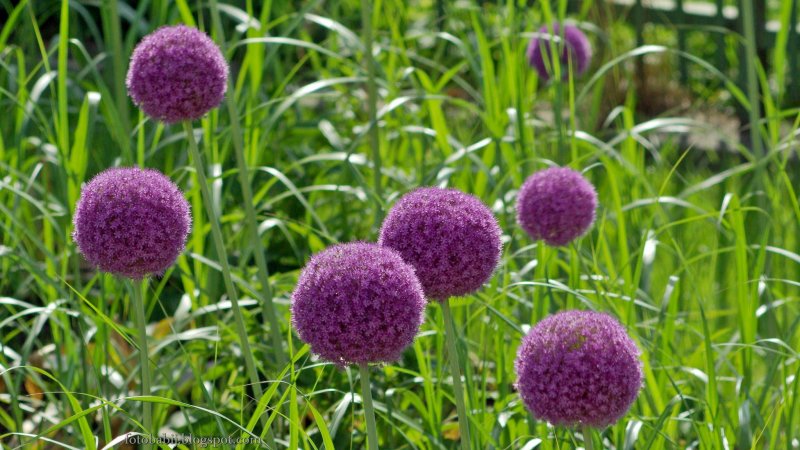 Лук гигантский Титан Allium giganteum Regel