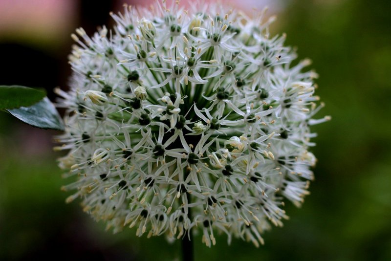 Allium Abeliophyllum