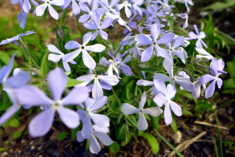 Флокс шиловидный 'liliacina'