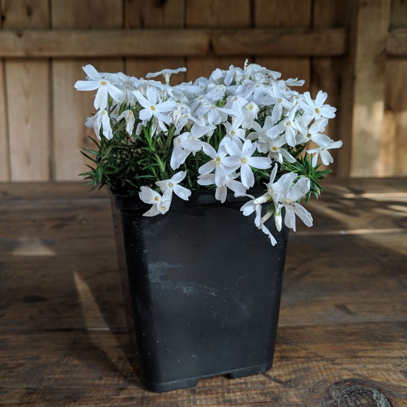 Phlox subulata белый