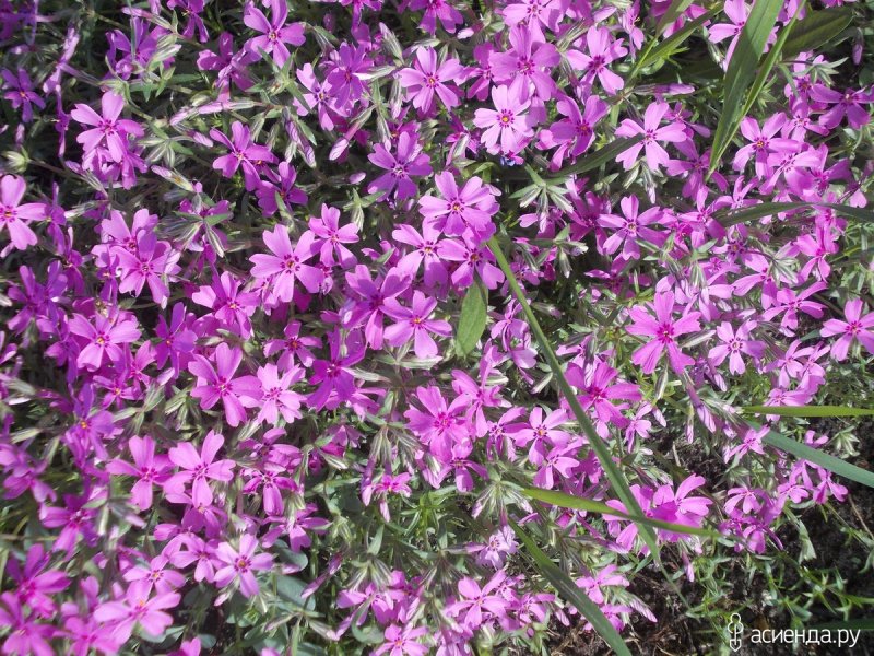 Night Phlox Pixabay