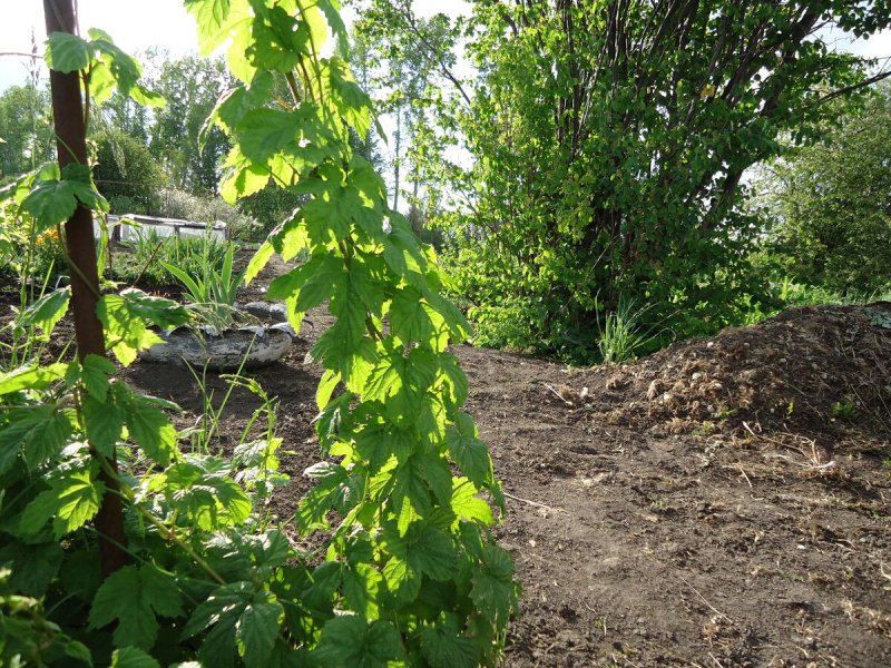 Хмель японский сорняк
