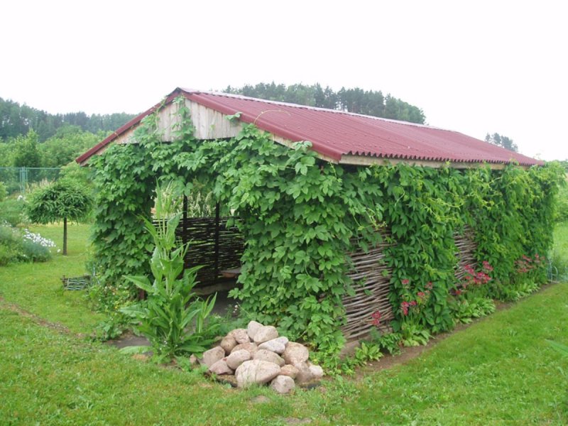 Беседка с виноградником