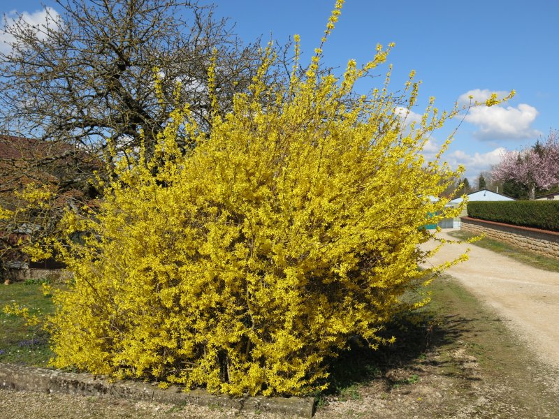 Форзиция европейская — Forsythia europaea