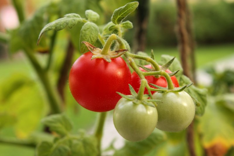 Томат (Solanum lycopersicum), или помидор