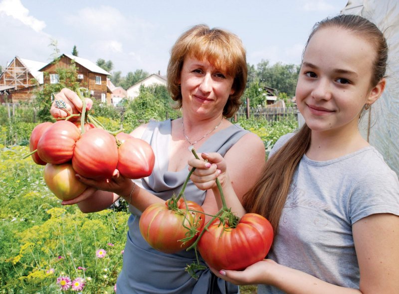 Томат семейство Пасленовые