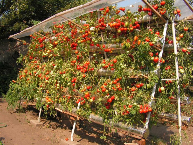 Томат Аризона красный кустовой
