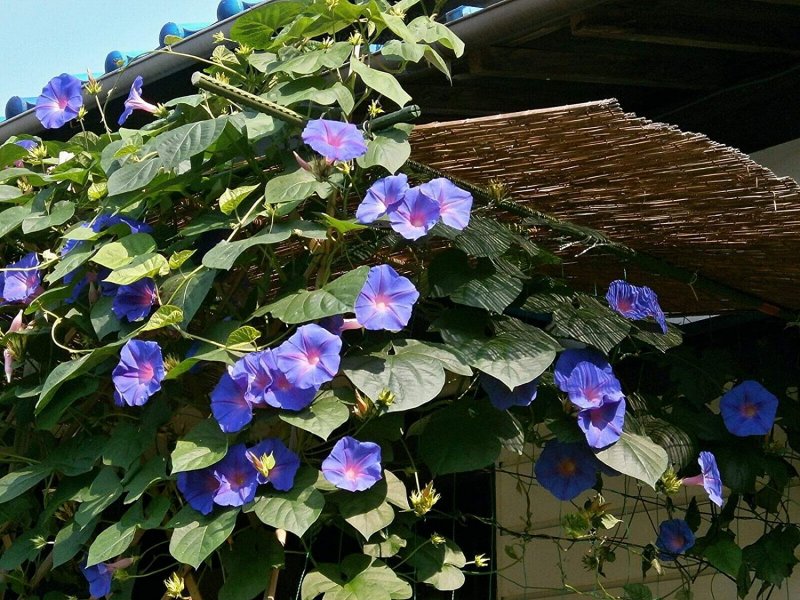 Ipomoea violacea растение применение