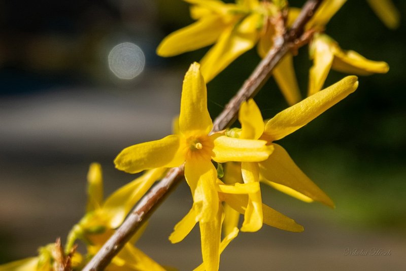 Форзиция ЖИРАЛЬДА (Forsythia giraldiana)