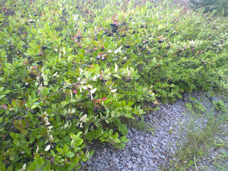 Aronia melanocarpa изгородь