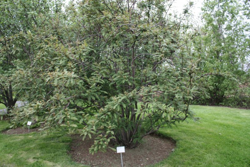 Sorbus frutescens рябина кустарниковая