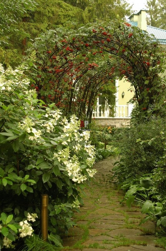 Лимонник китайский на арке