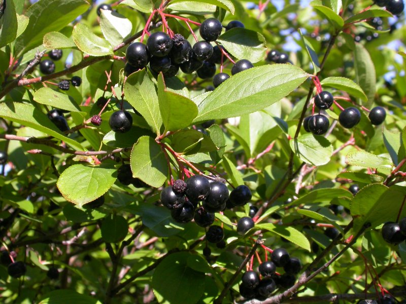 Арония Aronia melanocarpa