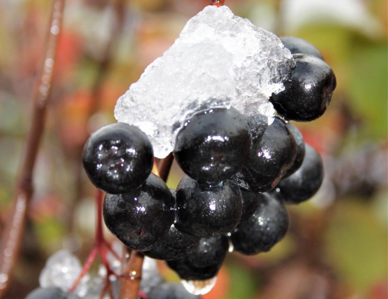 Арония черноплодная (Aronia melanocarpa)